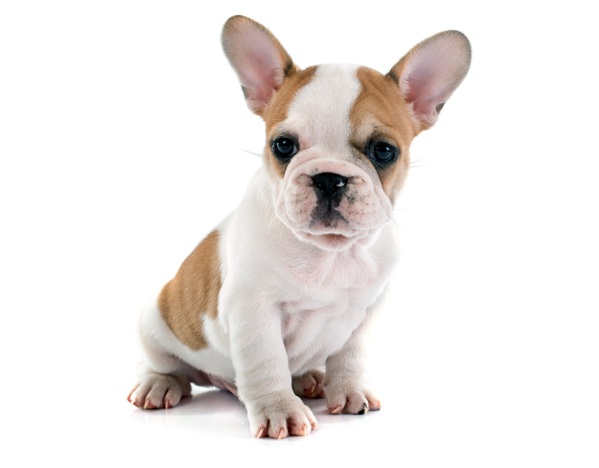 Interesting facts on the smaller French bulldogs