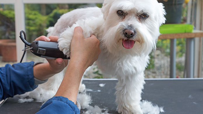 Now Mobile friendly pet grooming services are available at doorstep