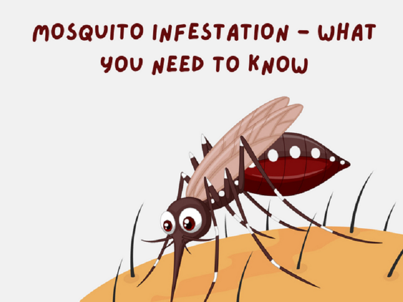    Pest Control For Mosquito – Getting Rid Of Mosquito Breeding