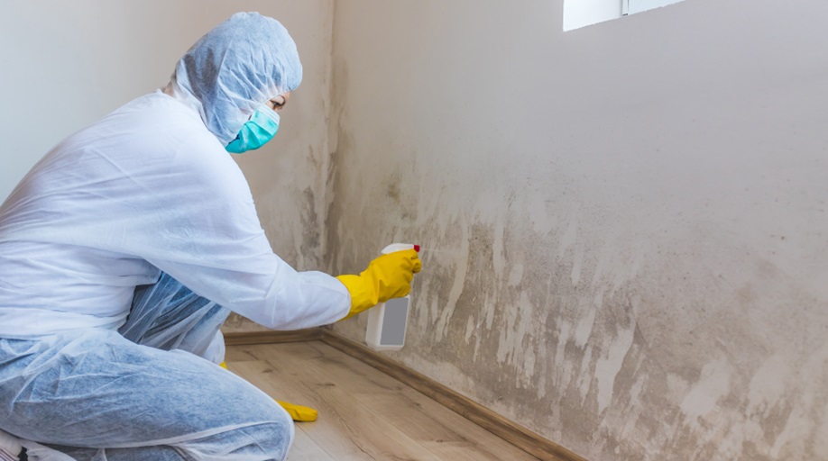 Mold Remediation