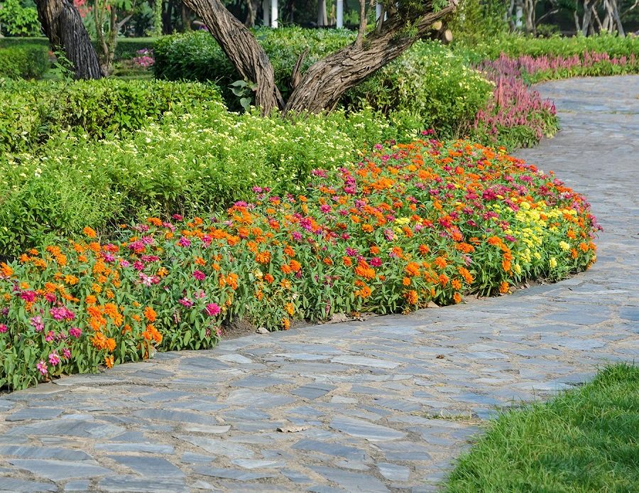 Daylily Plants for Sale